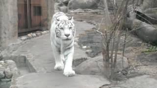 Тигр в Московском Зоопарке охотится на ребенка