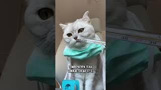 Как понять, что котика скоро не станет #кот #кошка #short