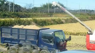 Rice Harvesting in Japan