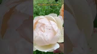 Wollerton Old Hall (Уолертон Олд Хол) - ім'я троянди