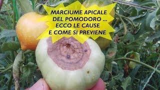 MARCIUME APICALE DEL POMODORO, LE CAUSE E COME PREVENIRLO