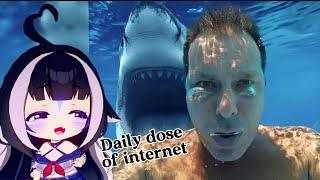 ShyLily react | Daily dose of internet