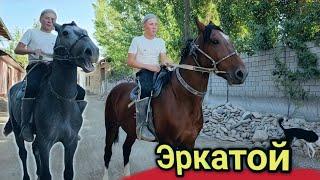 ЭРКАТОЙ ОТ СОТИЛАДИ... SHAMOL OTNI BOLASI..(Mus Tv)(OT)#Otlar