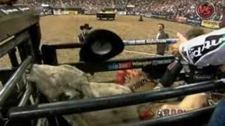 KNOCKED OUT: PBR veteran Ross Coleman gets knocked unconscious in the chute