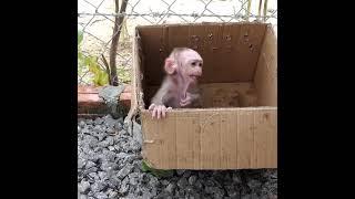 stinky baby monkey waiting for milk while crying || #comedyclub