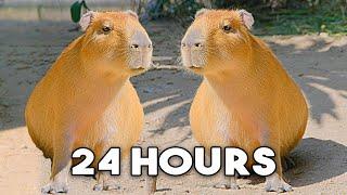 The Capybara Song Official Music Video - 24 HOUR LOOP 