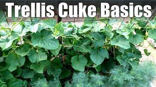 Growing Cucumbers on a Trellis