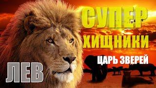 ЛЕВ - ЦАРЬ ЗВЕРЕЙ. СУПЕР ХИЩНИКИ.  #лев #африка #leo #nationalgeographic