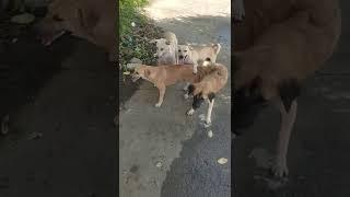 IMPROPER MATING OF DOGS!! NA GANG-RAPE SI FEMALE DOG!!