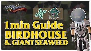 1min GUIDE Birdhouse & Seaweed runs / Old school runescape / 2021