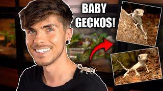 Hatching Baby Scorpion Tailed Geckos!