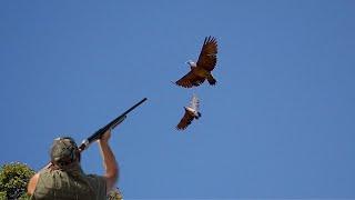 Chasse pigeon ramier Au Maroc - Best Dove Hunting 2024