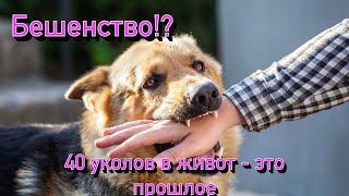 Укусило бродячее животное? Что делать.