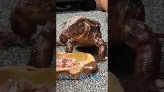 Scoot, a Red Tegu enjoying lunch! #reptile #lizard #reptilush #nature #tegu #aqualush #swindonuk