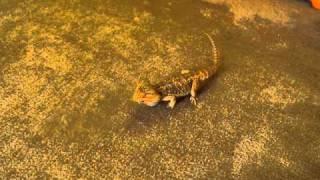 Bearded dragon chasing roaches