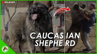 Caucasian Shepherd Dog: The Perfect Family Pet