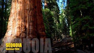 Must see places in SEQUOIA NATIONAL PARK & Drive to TUNNEL LOG