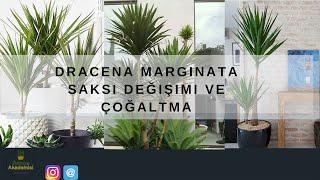 Drecena Margınata Saksı Değişimi Nasıl Yapılır ? Nasıl Çoğaltılır ?