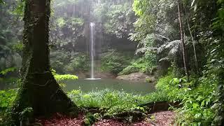 Yağmur Ormanı Ve Kuş Sesleri Kendinizi Cennette Hissedeceksiniz Rain Forest And Bird Voices