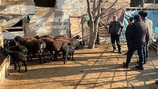 AXMATJON AKAMIZ QORALARIDA TALAMON BOSHLANDI SHOSHILAMIZ