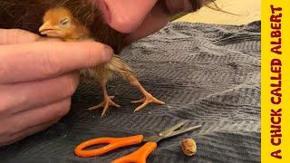 Life Saving Operation on a Baby Chicken