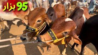 Malir cow mandi today latest Rates Update 26 November 2024 | Qurbani 2025 k Saste Bachare