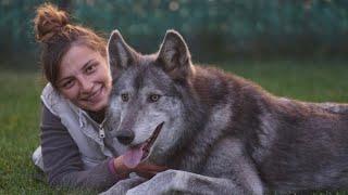 KURT SÜRÜSÜ İLE YAŞAYAN KADIN ! 8 AMERİKAN , 30 ÇEK WOLF DOG OLAN HARİKA ÇİFTLİK !