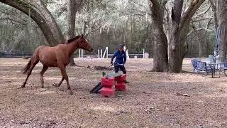 Victory’s Flame 2020 OTTB 16.1h Chestnut Mare lunge jumping