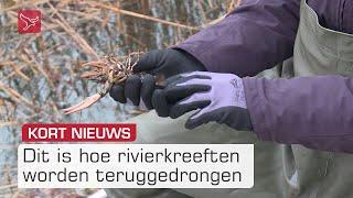 Waterschap heeft succes met aanpak rivierkreeften