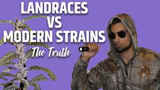 Cannabis Landraces VS Modern Hybrids - The Truth about Landraces