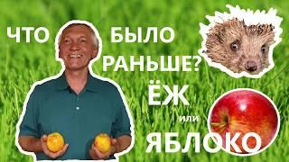 Как разворачивается ежик?