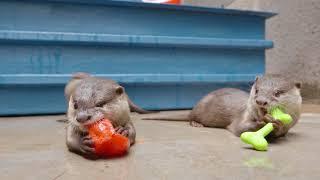 Otterly Adorable Species Comparison