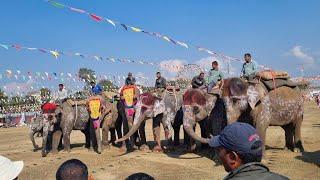 kasle jityo hola hathi sundari pratiyogita ma..?Hathi mahotsav chitrasari 2080!!