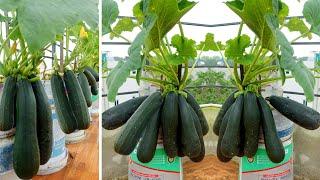 Here's How I Make Zucchini Bear More Fruit, Easy And Effective, Shouldn't Be Missed