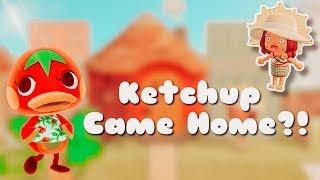 Ketchup Villager Hunt *sUcCeSsFuL* | Animal Crossing New Horizons