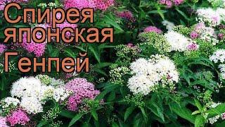 Спирея японская Генпей (spiraea japonica genpei)  Генпей обзор: как сажать, саженцы спиреи Генпей