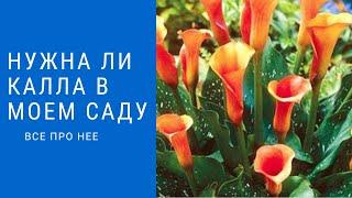 Нужна ли Калла в саду? /Все про нее/ Я думаю что после просмотра Вы согласитесь - Нужна!