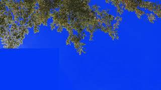 Tree leaves falling green screen