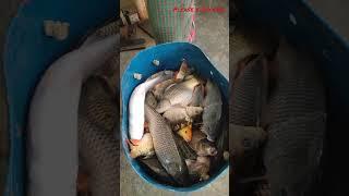 tablet fish selling process #shortsvideo #fish #fishing #bigfish #youtubeshorts