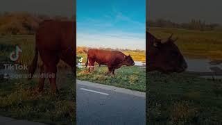 #angrybull #wildlife #natuur #wildlifevideography