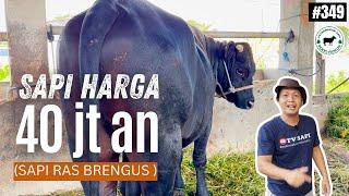 SAPI HARGA 40 JTAAN RAS BRANGUS