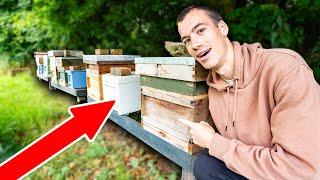 Summer beekeeping update - the honey is coming in and we now have 8 beehives!