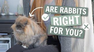 Watch THIS before getting a rabbit 