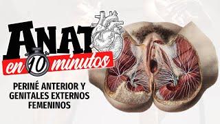 PERINÉ ANTERIOR y GENITALES FEMENINOS EXTERNOS - ANATO EN 10 MINUTOS