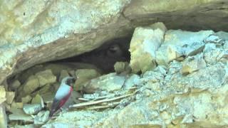 Nesting Wallcreepers Feeding Chicks. Digiscoped with Swarovski Optik ATM80HD